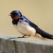 Swallows no longer migrating the 6,000 miles to South Africa and are staying in Britain over winter Swallows no longer migrating the 6,000 miles to South Africa and are staying in Britain over winter