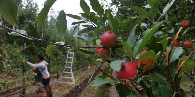 Australia looks to Vietnam for farm workers as first MOU under agriculture visa is signed Australia looks to Vietnam for farm workers as first MOU under agriculture visa is signed