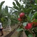 Australia looks to Vietnam for farm workers as first MOU under agriculture visa is signed
