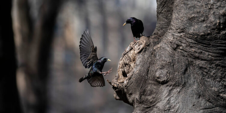 The Shakespearean Tall Tale That Shaped How We See Starlings The Shakespearean Tall Tale That Shaped How We See Starlings