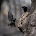 The Shakespearean Tall Tale That Shaped How We See Starlings The Shakespearean Tall Tale That Shaped How We See Starlings