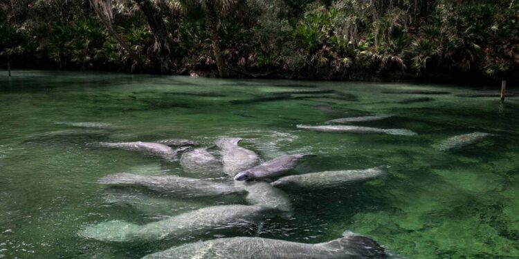 Trying Everything, Even Lettuce, to Save Florida’s Beloved Manatees Trying Everything, Even Lettuce, to Save Florida’s Beloved Manatees