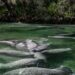 Trying Everything, Even Lettuce, to Save Florida’s Beloved Manatees Trying Everything, Even Lettuce, to Save Florida’s Beloved Manatees