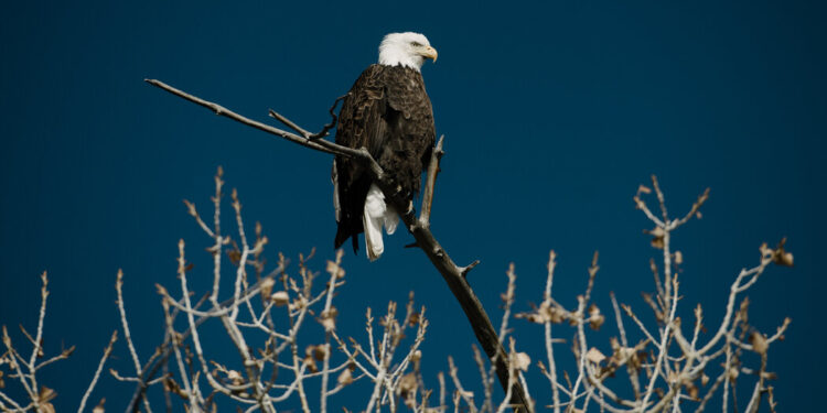 Wind Energy Company to Pay Million in Killings of 150 Eagles Wind Energy Company to Pay Million in Killings of 150 Eagles