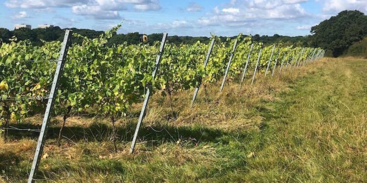 London’s hidden vineyard producing award-winning wines in the most surprising location London’s hidden vineyard producing award-winning wines in the most surprising location