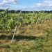 London’s hidden vineyard producing award-winning wines in the most surprising location