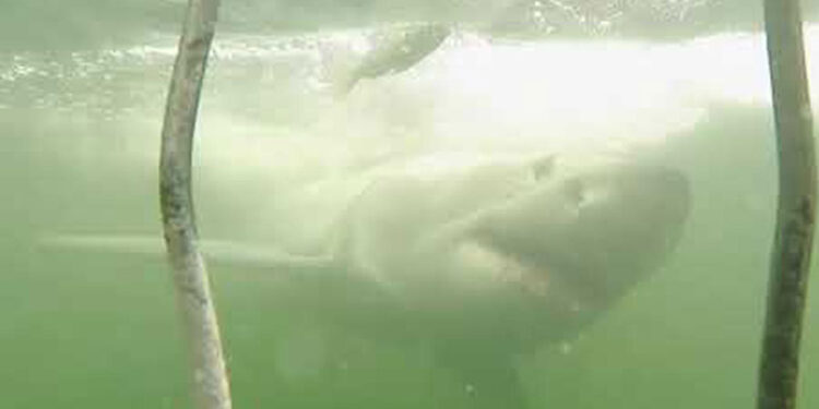 Great White Shark Smashes Into Diver Cage In South Africa Great White Shark Smashes Into Diver Cage In South Africa
