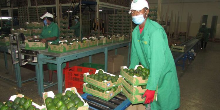 Kakuzi avocado farmers earnings fall 45 percent Kakuzi avocado farmers earnings fall 45 percent