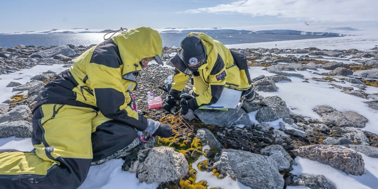 Researchers return to Antarctic 'rainforest' – Australian Antarctic Program (News 2022) – Australian Antarctic Division