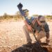 Gold prospecting in the outback not for the faint-hearted