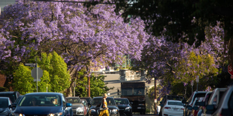 The Purple Tree Gods of Los Angeles Return