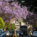 The Purple Tree Gods of Los Angeles Return The Purple Tree Gods of Los Angeles Return
