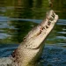 ‘Psychic’ crocodile named Speckles predicts Labor leader Anthony Albanese will win Saturday’s federal election ‘Psychic’ crocodile named Speckles predicts Labor leader Anthony Albanese will win Saturday’s federal election