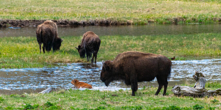 Bison Gores a Woman Who Approached in Yellowstone National Park Bison Gores a Woman Who Approached in Yellowstone National Park
