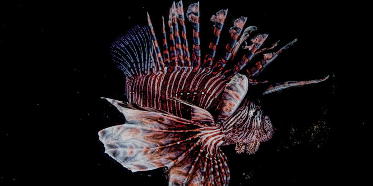 Behold the Lionfish, as Transfixing as It Is Destructive Behold the Lionfish, as Transfixing as It Is Destructive
