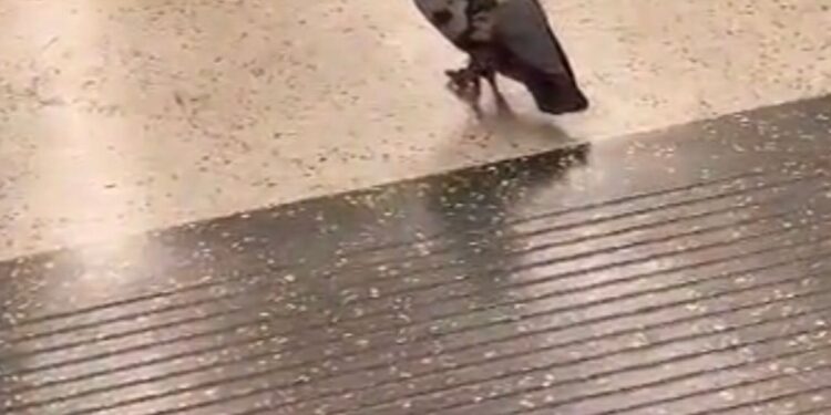 London Underground: Pigeon gets on Tube, does a poo then gets off at the next stop London Underground: Pigeon gets on Tube, does a poo then gets off at the next stop