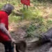 Australia news: Australian pub owner fights crocodile off with frying pan, video goes viral