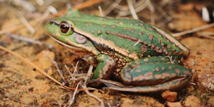 Endangered frogs and toadlets on the front line in the fight against mosquitoes – a spotter’s guide Endangered frogs and toadlets on the front line in the fight against mosquitoes – a spotter’s guide