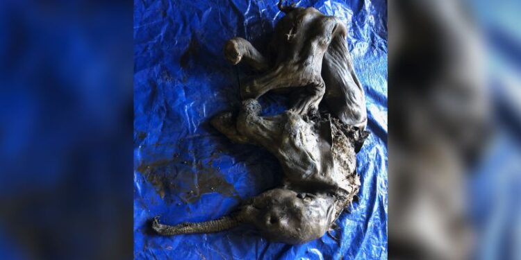 A mummified baby woolly mammoth was discovered in a Canadian gold field A mummified baby woolly mammoth was discovered in a Canadian gold field