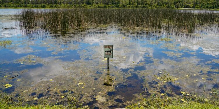 Alligator Kills Florida Man Retrieving Frisbees in Lake, Officials Say Alligator Kills Florida Man Retrieving Frisbees in Lake, Officials Say