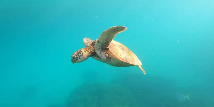 Marine turtles’ male drought has scientists seriously concerned about risk of population decline Marine turtles’ male drought has scientists seriously concerned about risk of population decline