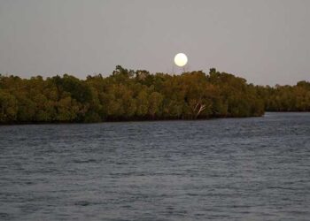 In Kenya, nearly a decade of mangrove restoration – World