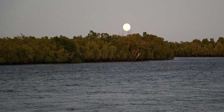 In Kenya, nearly a decade of mangrove restoration – World