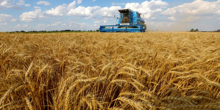 Egypt cancels contracts for 240,000 tonnes of stranded Ukrainian wheat