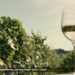 Organic Winemaking Get a High-Tech Twist – NHK WORLD Organic Winemaking Get a High-Tech Twist – NHK WORLD