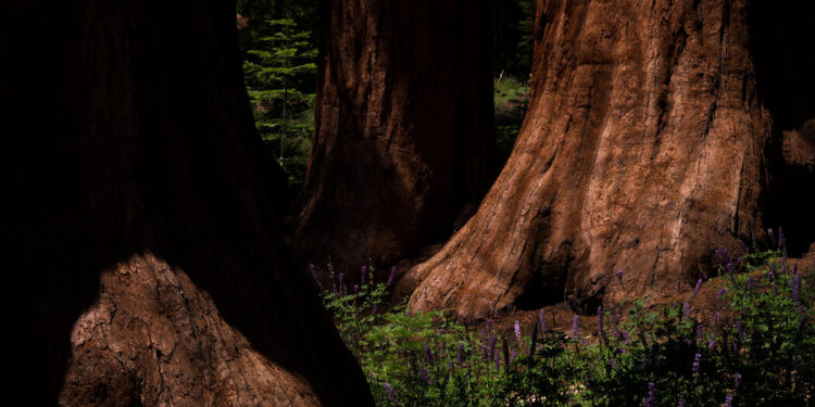 Yosemite Wildfire Plan Calls for Cutting Trees to Protect Park Yosemite Wildfire Plan Calls for Cutting Trees to Protect Park