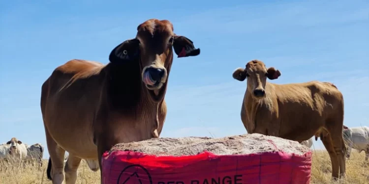 Resources company has cattle industry in its sights, with plan for outback mine and MCP plant Resources company has cattle industry in its sights, with plan for outback mine and MCP plant