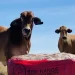 Resources company has cattle industry in its sights, with plan for outback mine and MCP plant Resources company has cattle industry in its sights, with plan for outback mine and MCP plant