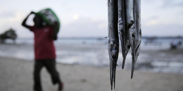 Climate Kenya Tuna Overfishing | National News Climate Kenya Tuna Overfishing | National News