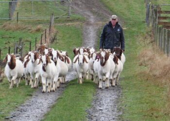 New Zealand Boer goat breeder selling up after nearly 20 years