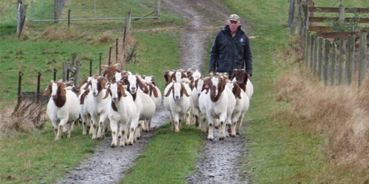 New Zealand Boer goat breeder selling up after nearly 20 years New Zealand Boer goat breeder selling up after nearly 20 years