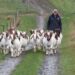 New Zealand Boer goat breeder selling up after nearly 20 years New Zealand Boer goat breeder selling up after nearly 20 years