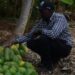Vet doctor succeeds in pawpaw farming – Kenya News Agency