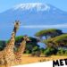 ‘Extremely rare’ twin giraffe born in Kenya ‘Extremely rare’ twin giraffe born in Kenya