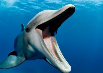 Wild dolphin accused of biting more than 10 people at Japanese beach – National