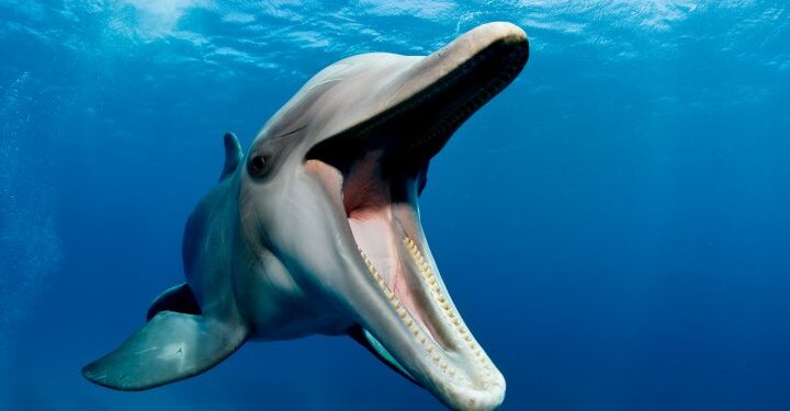 Wild dolphin accused of biting more than 10 people at Japanese beach – National