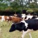 County distributes cows to farmers to increase milk production – Kenya News Agency County distributes cows to farmers to increase milk production – Kenya News Agency