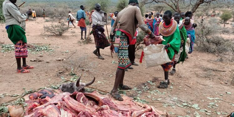 State to buy, slaughter cows for Samburu residents – Kenya News Agency State to buy, slaughter cows for Samburu residents – Kenya News Agency
