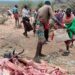 State to buy, slaughter cows for Samburu residents – Kenya News Agency