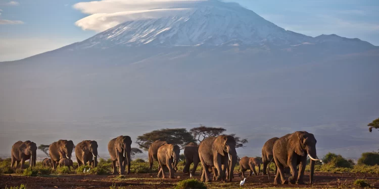 Kenya officials say elephants are being killed by climate change and drought Kenya officials say elephants are being killed by climate change and drought