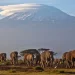 Kenya officials say elephants are being killed by climate change and drought Kenya officials say elephants are being killed by climate change and drought
