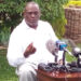 Murathe endorses Wajackoyah’s Marijuana agenda,urges Raila to consider it » Capital News Murathe endorses Wajackoyah’s Marijuana agenda,urges Raila to consider it » Capital News