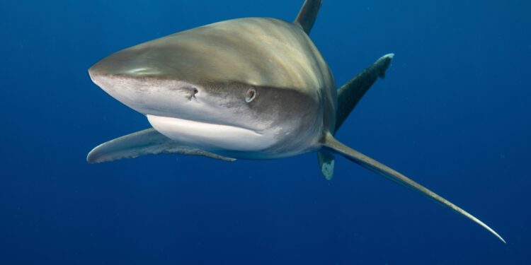 Killer shark was ‘sex-crazed’ when it mauled two swimmers to death near Egypt holiday hotspot, say experts