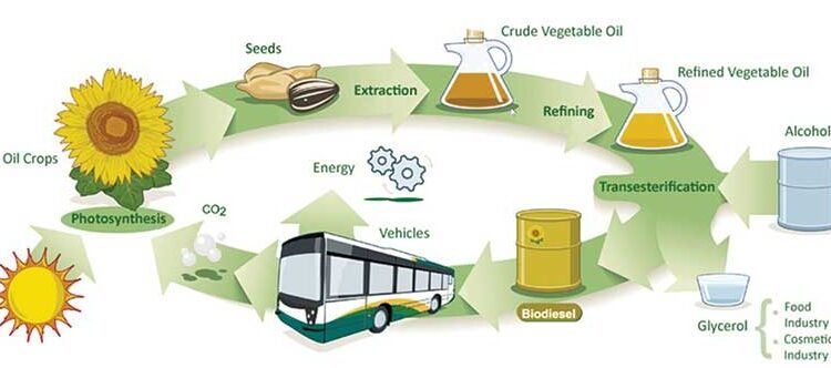 Biofuels in New Zealand – A Solution or a Problem? Biofuels in New Zealand – A Solution or a Problem?