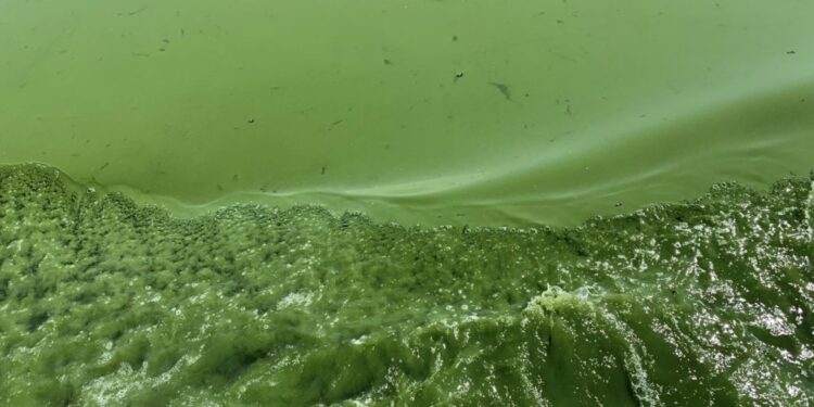 UWindsor researcher travels to Kenya to learn more about algal blooms UWindsor researcher travels to Kenya to learn more about algal blooms