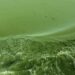 UWindsor researcher travels to Kenya to learn more about algal blooms UWindsor researcher travels to Kenya to learn more about algal blooms